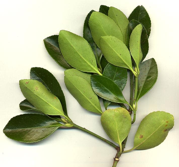 Japanischer Spindelstrauch als dichte, glänzende Hecke im Garten