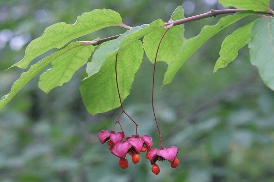 Paarse bloemen van Euonymus latifolius