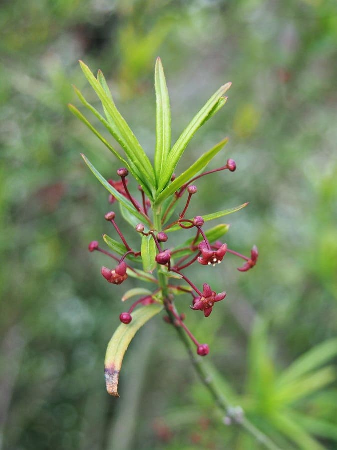 Dwarf Spindle Euonymus nanus with fine lanceolate leaves in bright green