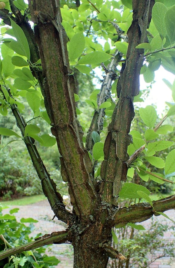 Cork Spindle with distinctive cork-like wings visible along stems and branches