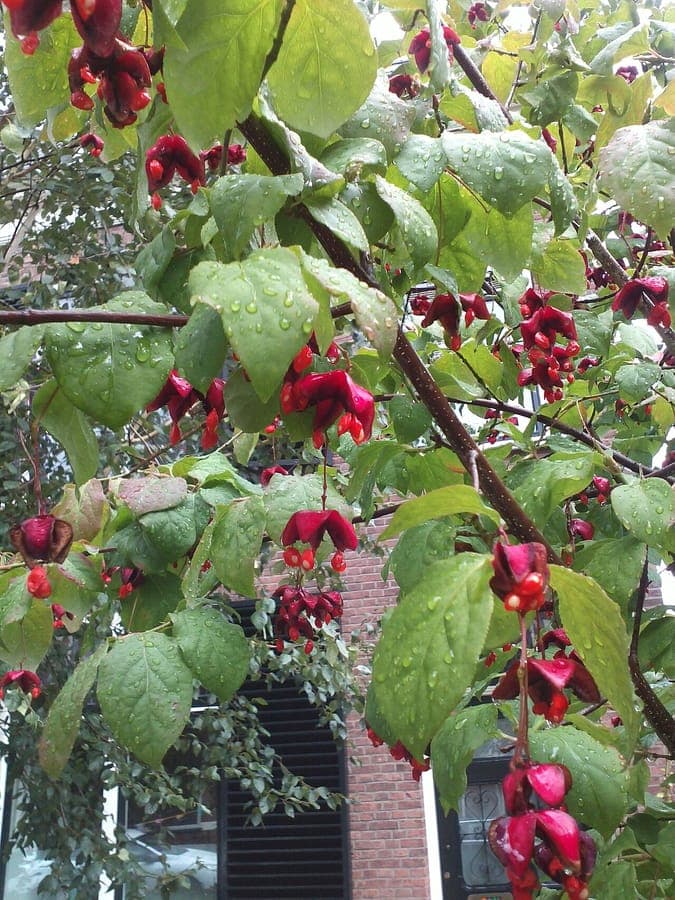 Rote Fruchte und Herbstfarbe von Euonymus sachalinensis