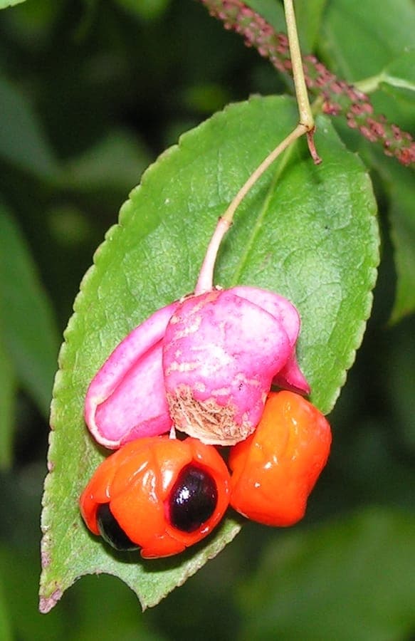 Euonymus verrucosus displaying red seed capsules in autumn