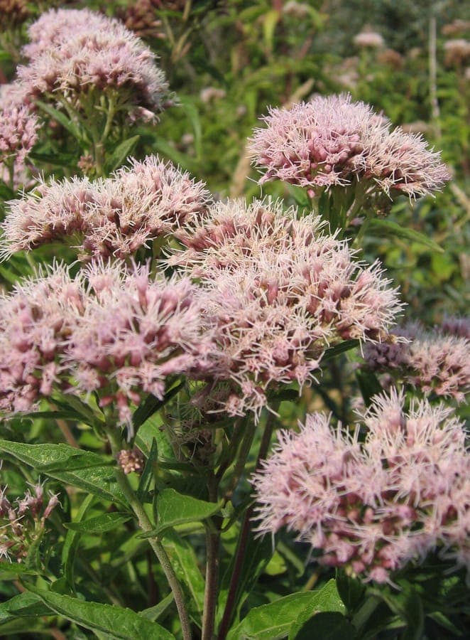 Hemp-agrimony in full bloom in a damp garden corner, surrounded by other late-summer flowering perennials