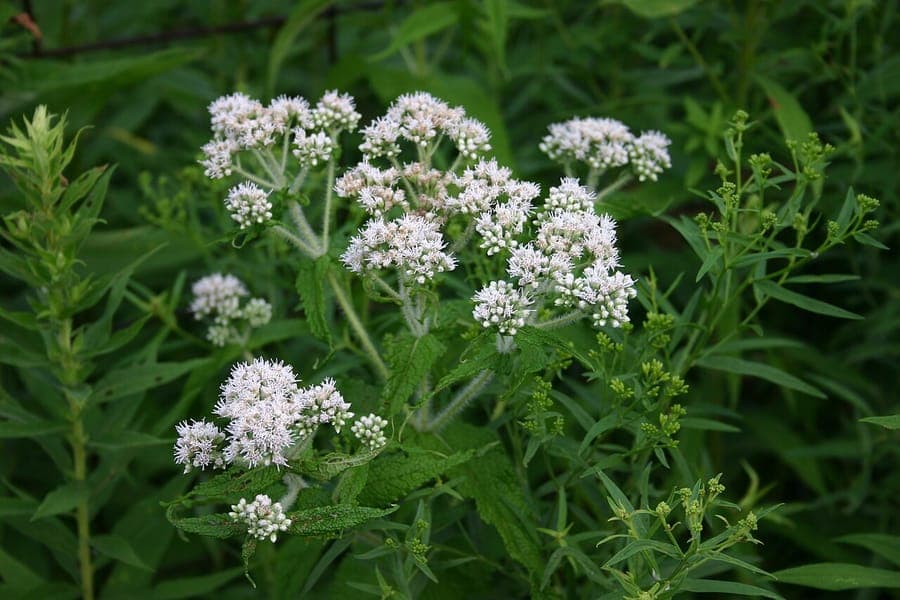 Witte, wollige bloemen van Eupatorium perfoliatum