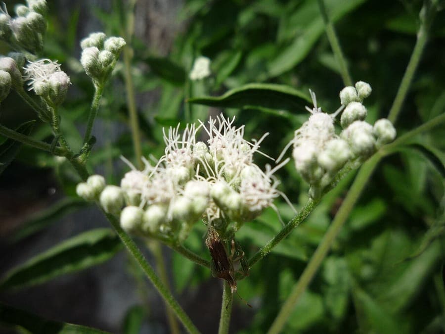 Witte pluimachtige bloemen van Eupatorium serotinum