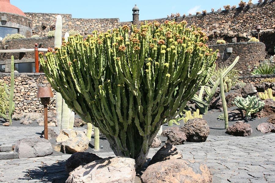 Abyssinian spurge with distinctive candelabra structure