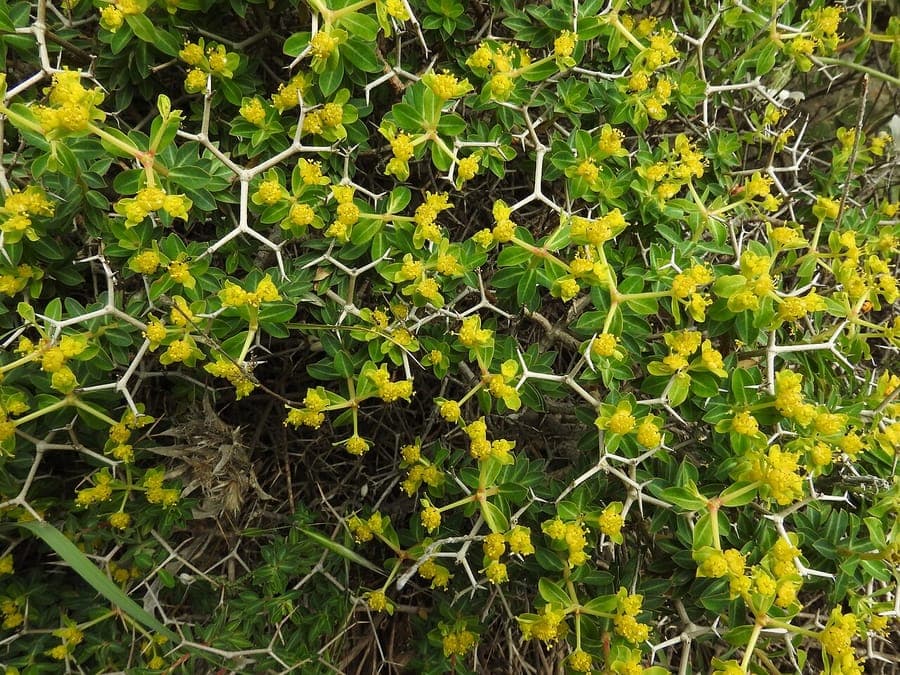 Greek spiny spurge with yellow flowers