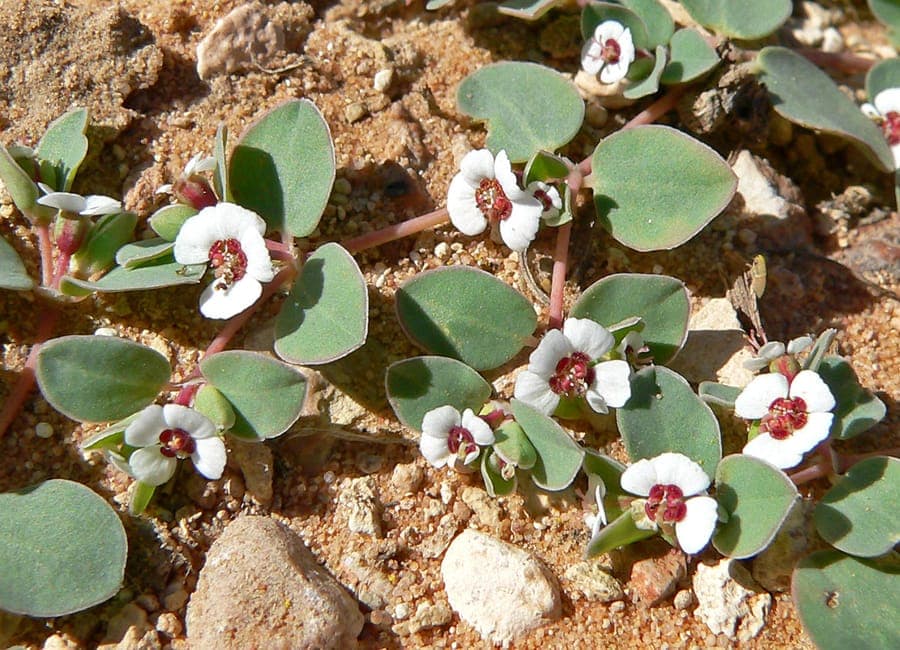 Rattlesnake weed with distinctive white-edged leaves