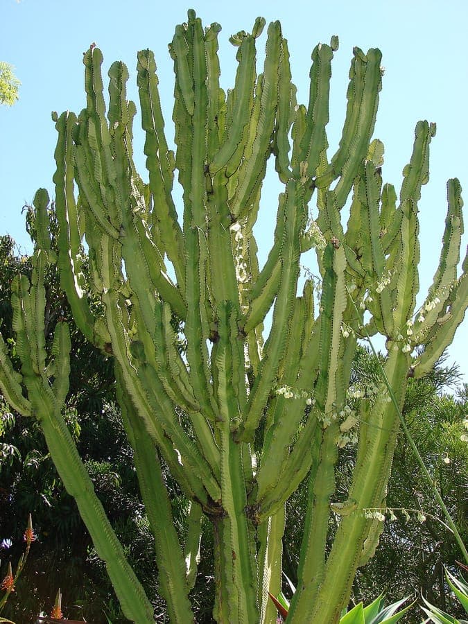 Euphorbia ammak plant met kandelaarvorming en dikke groene stammen