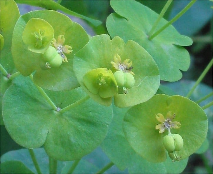 Yellow-green flower heads of Euphorbia amygdaloides