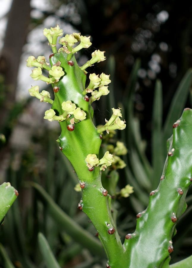 Plant in groei
