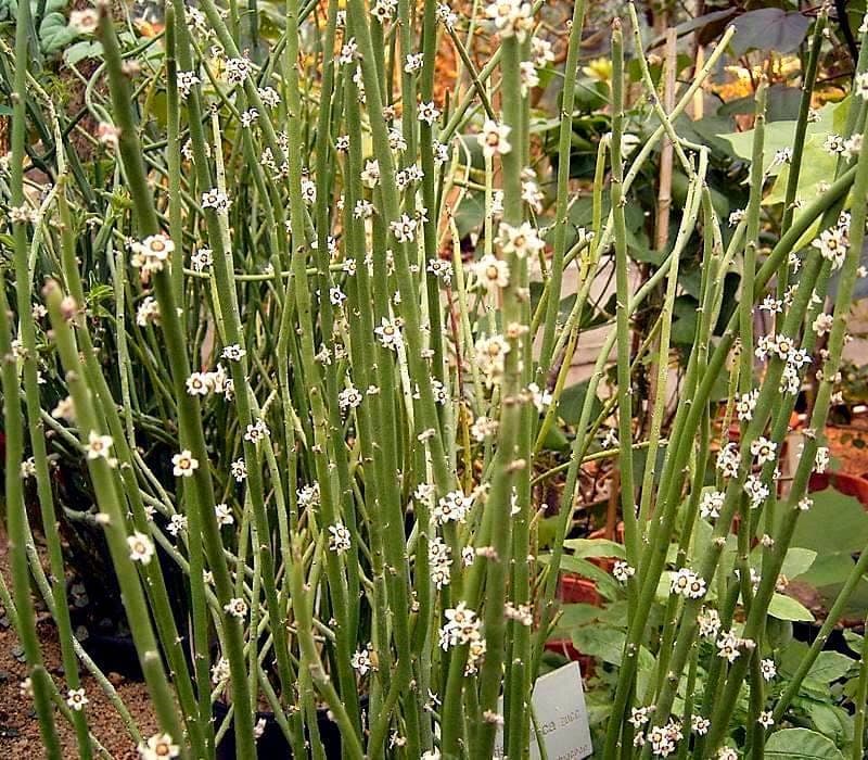 Plant in groei