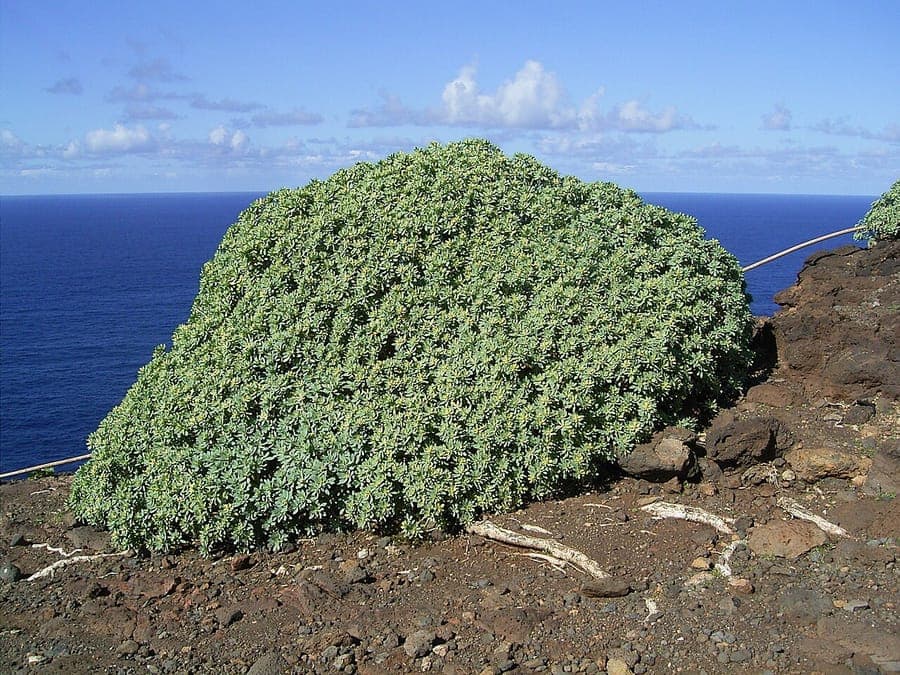 Vetplant Balsam-Wolfsmilch met dikke groene takken in droog klimaat