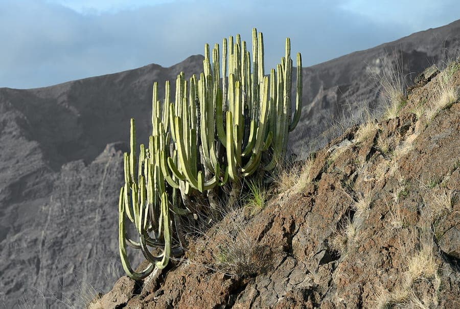Canary Island spurge with grey-green fleshy stems