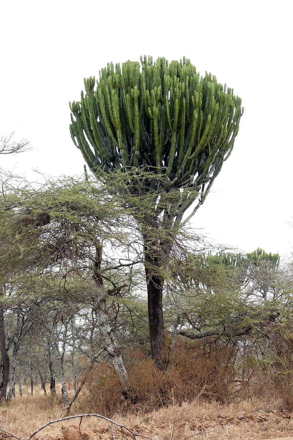 Candelabra tree with characteristic branching pattern in architectural form