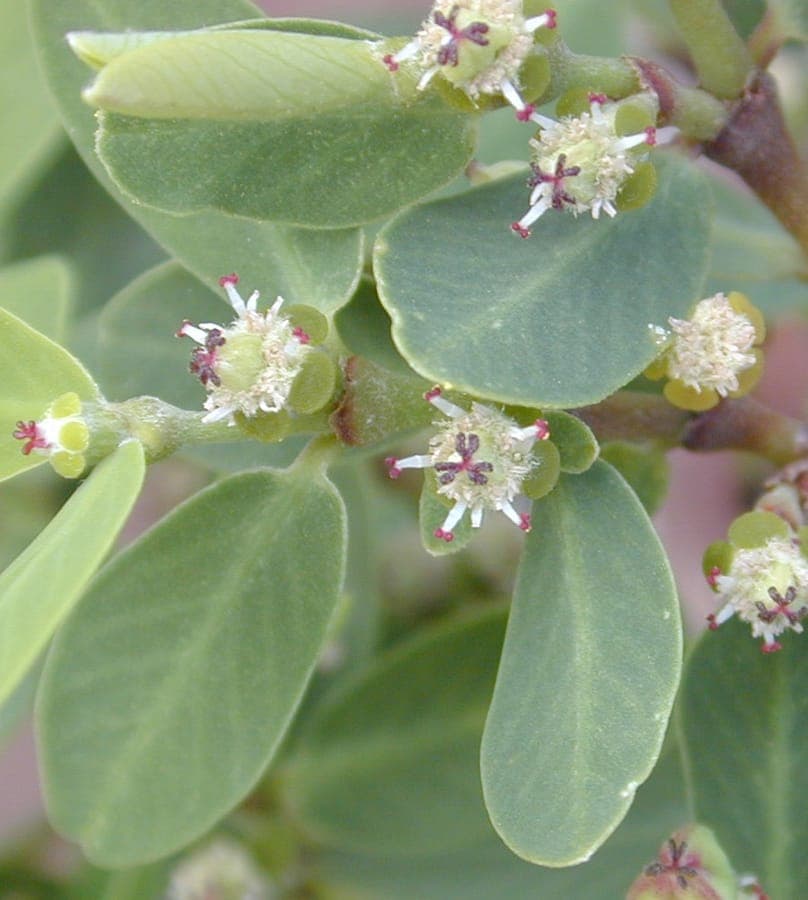 Euphorbia celastroides with elegant green foliage