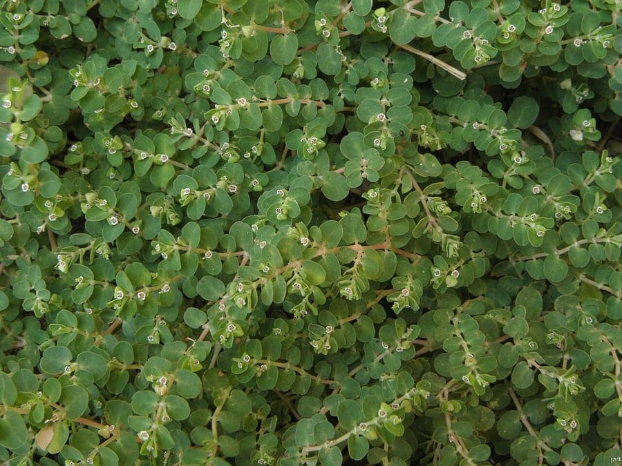Spurge plant with characteristic small leaves