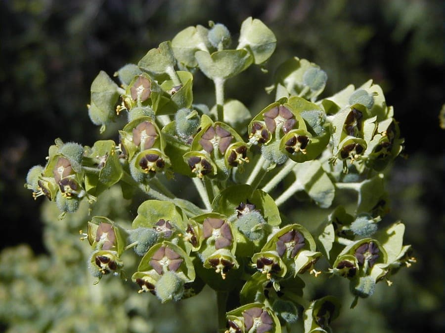 Mediterranean spurge with yellow flower heads in a sunny, dry garden setting