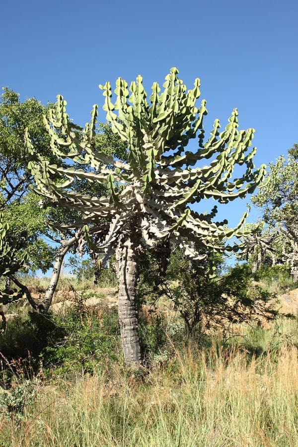 Euphorbia cooperi (kandelaarboem) met groene structuur