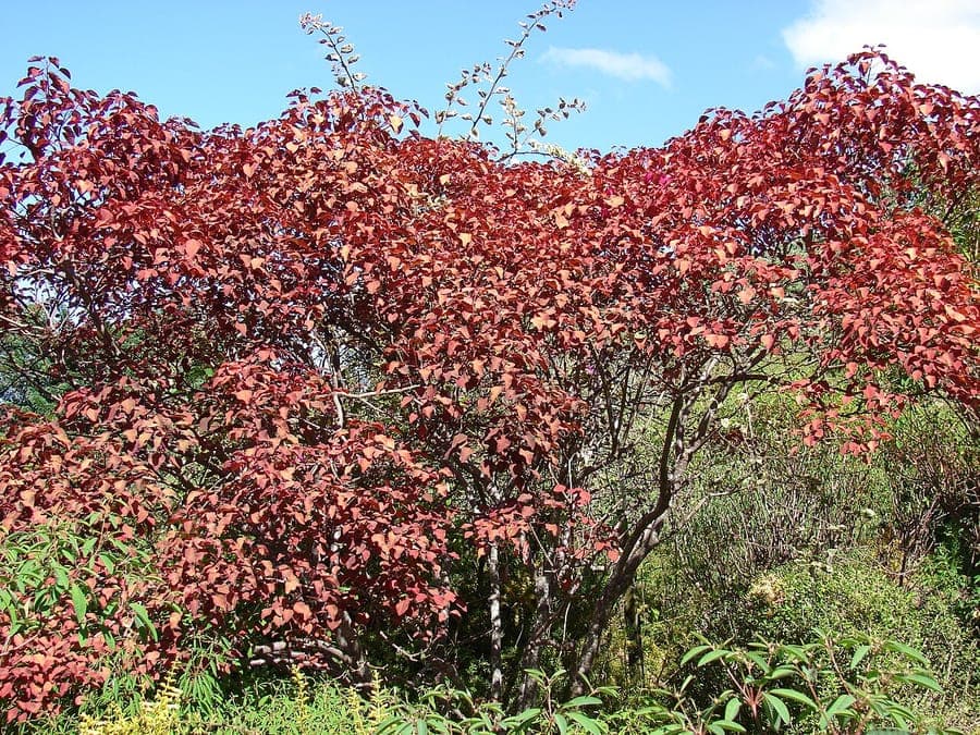 Tropical smokebush mit lebendigen roten Blattern