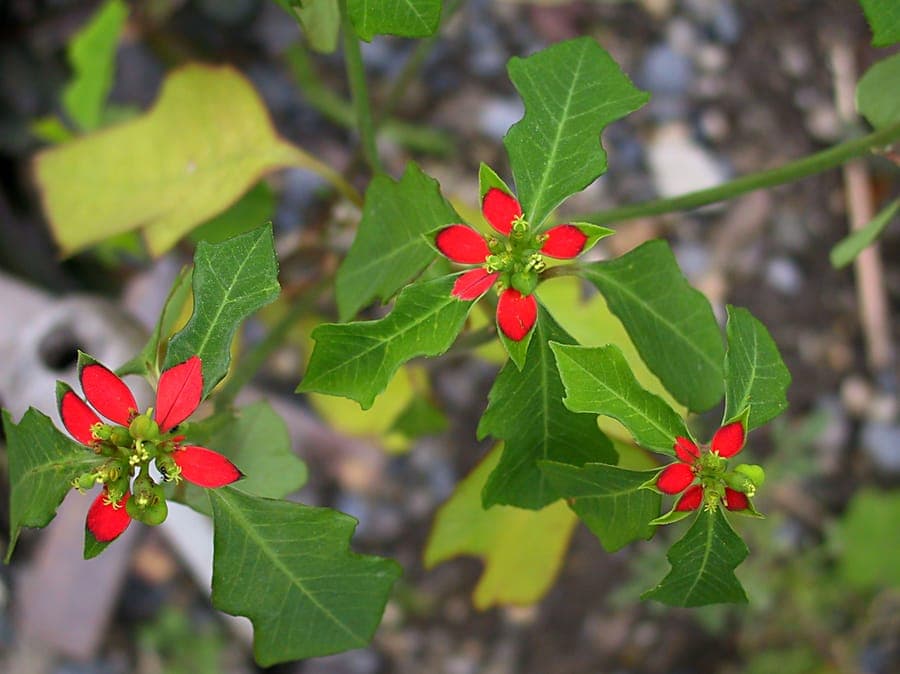 Painted spurge with brilliant red-orange foliage display