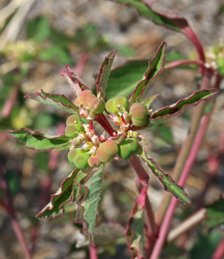 Euphorbia davidii displaying characteristic yellow cyathia