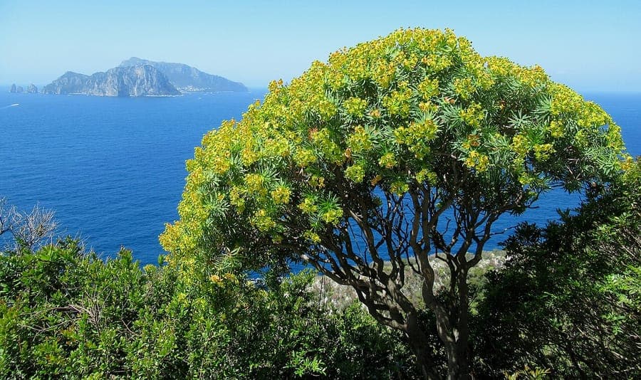 Woody spurge with yellow cyathia blooming in full sun on a rocky slope