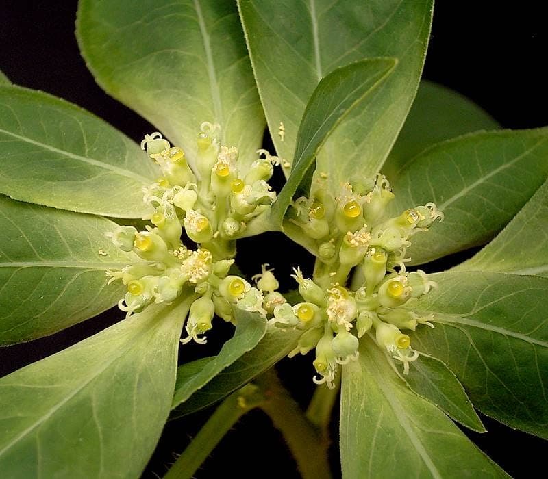 Euphorbia dentata feuillage dente