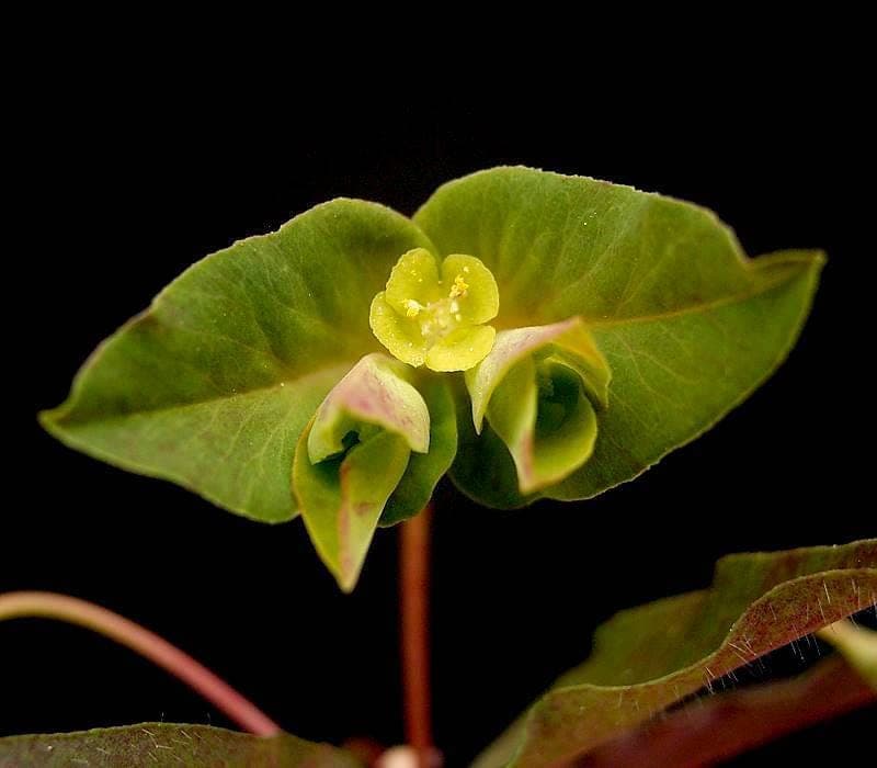 Sweet spurge (Euphorbia dulcis) plant with yellow-green flowers