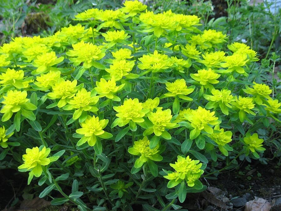 Euphorbe dorée en pleine floraison sur une bordure ensoleillée