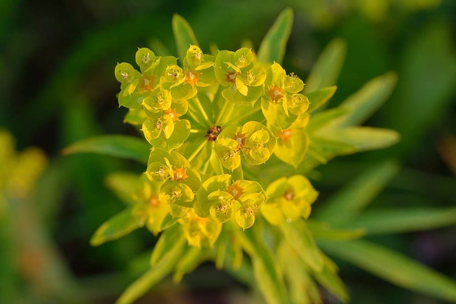 Heksenmelk (Euphorbia esula) plant met fijne bladerenstuctuur