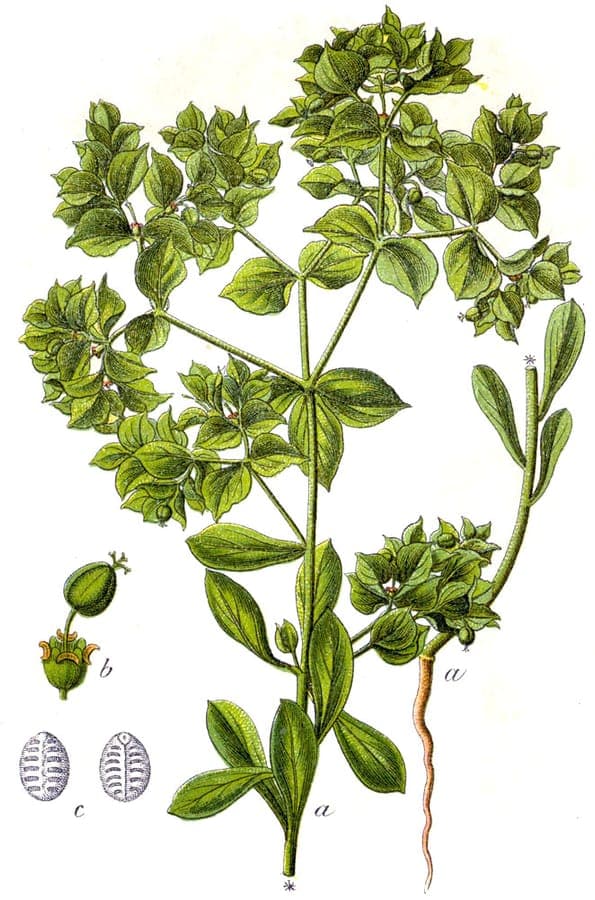 Sickle spurge with characteristic sickle-shaped leaves