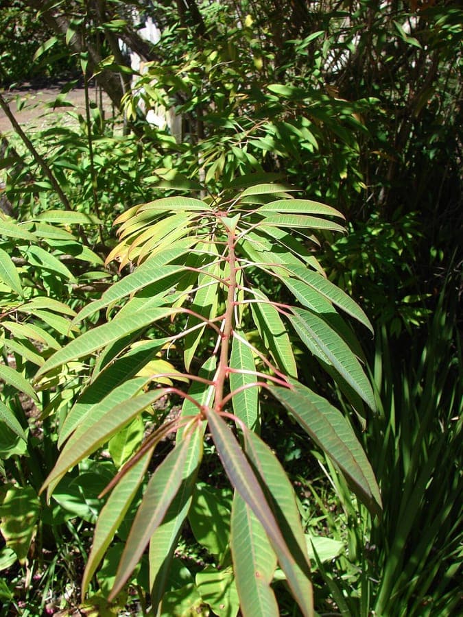 Euphorbia fulgens scarlet red flower plumes