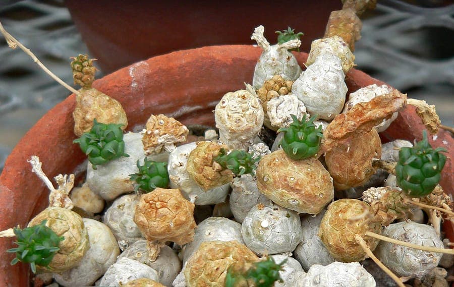 Euphorbia globosa with characteristic spherical growth pattern in natural habitat