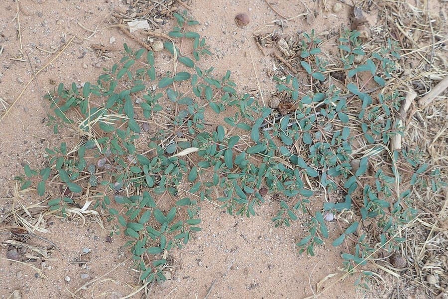 Euphorbia glyptosperma mit charakteristischen gerillten Samen