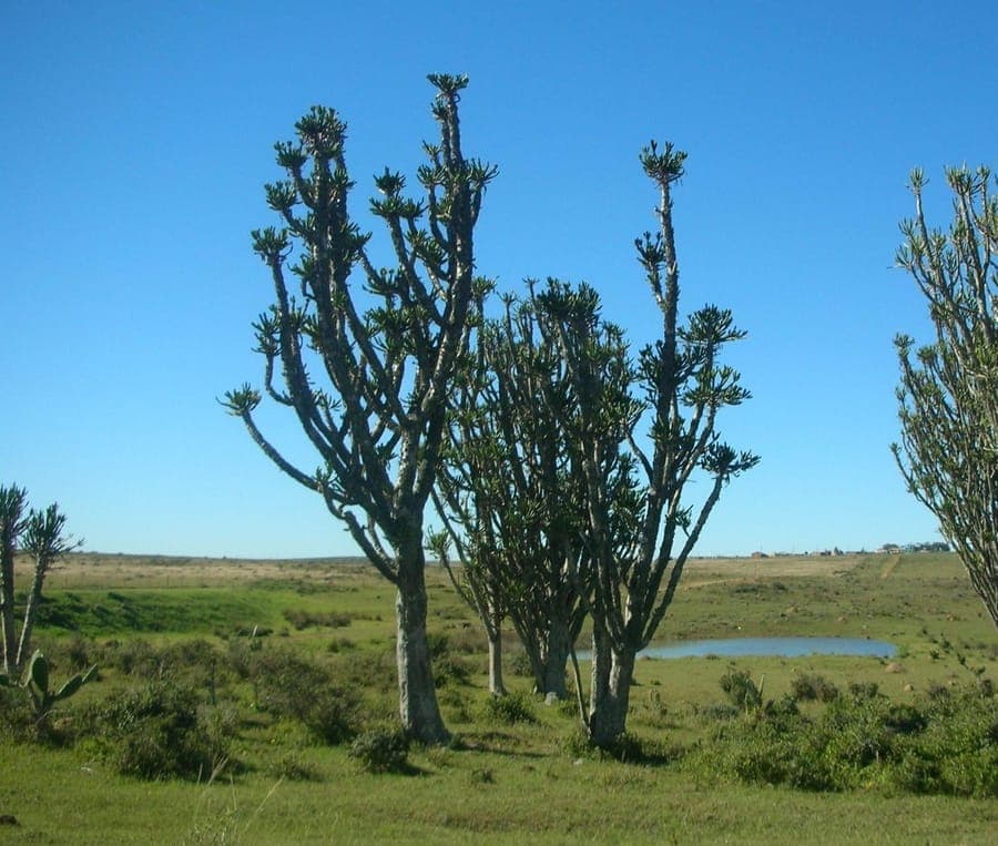 Euphorbia grandidens tree with thick trunk and green branches in natural habitat