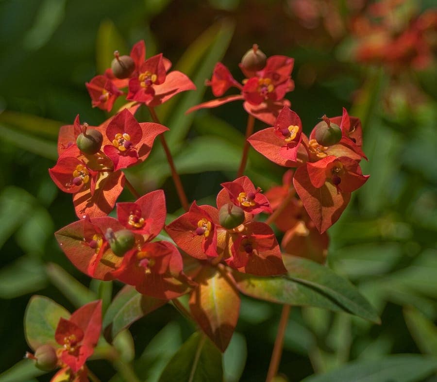 Griffith's spurge displaying bright red-orange flower bracts at peak bloom