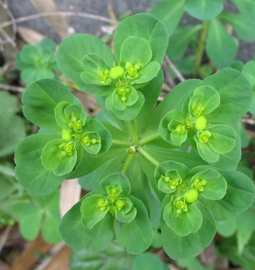 Kroontjeskruid (Euphorbia helioscopia) met bolvormige bloemkroonen