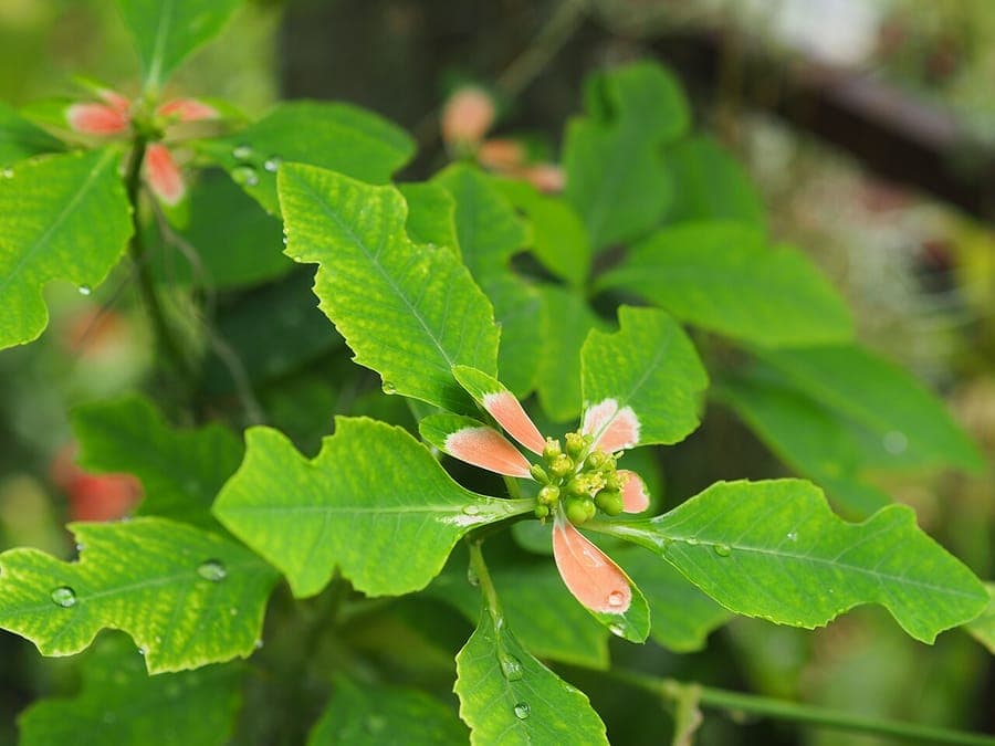 Euphorbia heterophylla met felrode bracteën in een zonnige bordersituatie