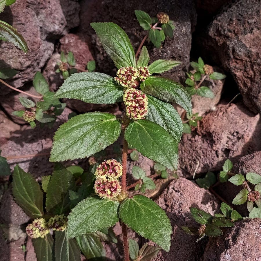 Euphorbia hirta met harige stengels