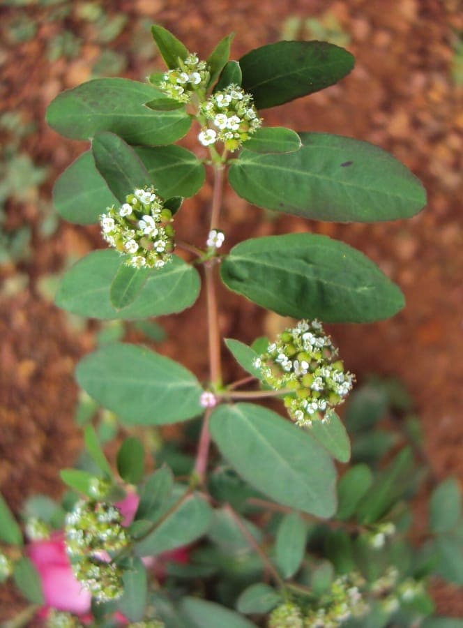 Euphorbia hypericifolia met witte bloemen