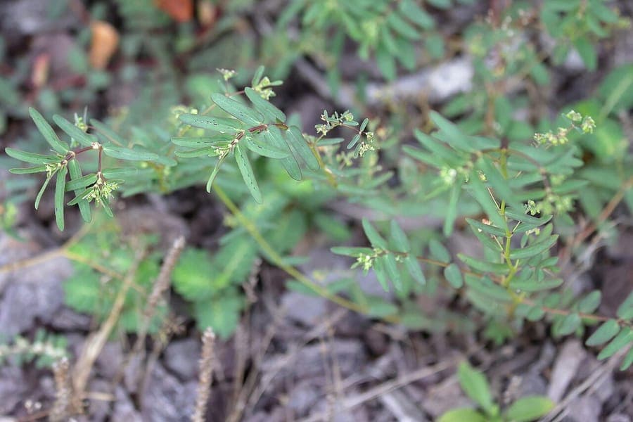 Euphorbia hyssopifolia fijne textuur
