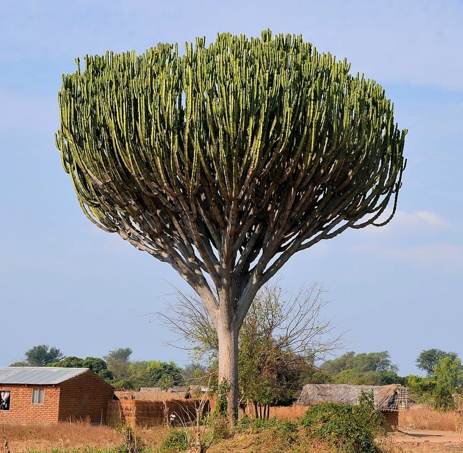 Euphorbia ingens structure candélabre ressemblant à un cactus