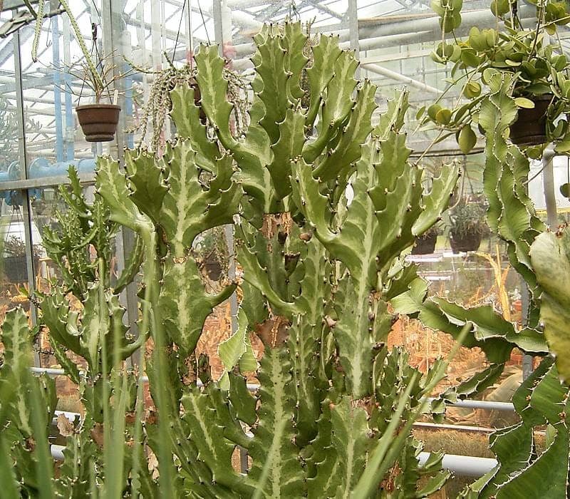 Driehoekige groene stengels van Euphorbia lactea met witte marmeringen