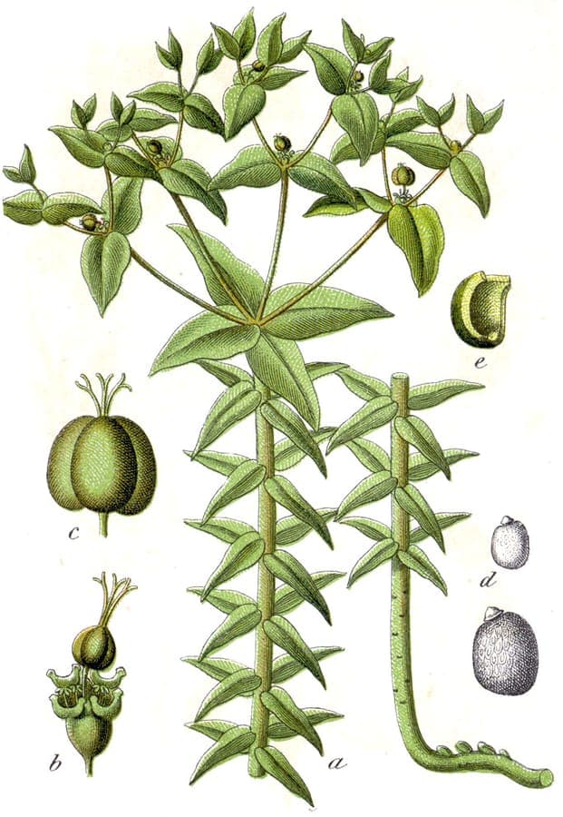 Caper spurge (Euphorbia lathyris) mature plant with seed capsules
