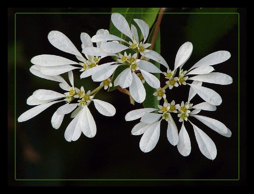 White flowering bracts of Euphorbia leucocephala among green foliage