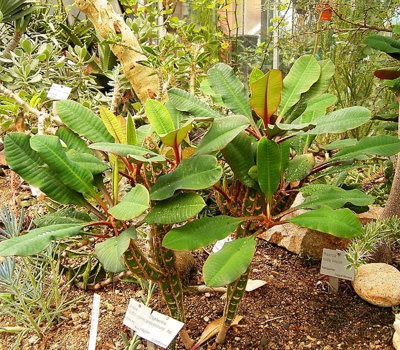 Euphorbia leuconeura plant met rode bladnerven en groene bladeren met karakteristieke patroon