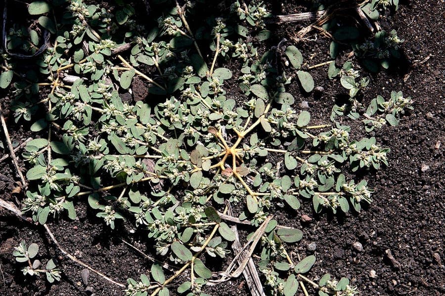 Euphorbia maculata in voller Blüte, mit gelbgrünen Hochblättern und dunkelgrünen Blättern mit weißen Flecken, ausgebreitet auf trockenem Sandboden