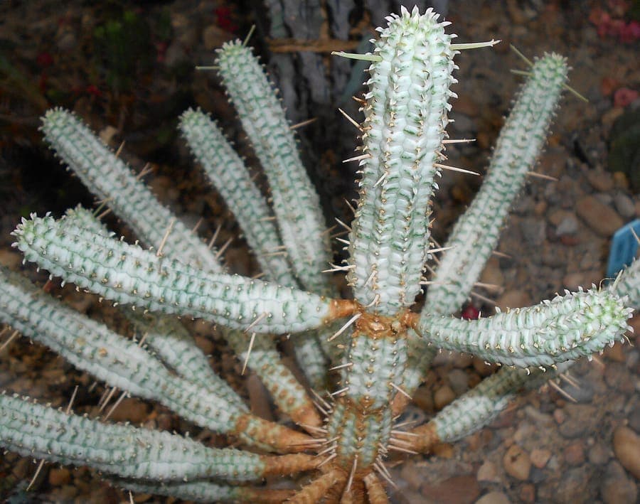 Euphorbia mammillaris spiral growth succulent plant