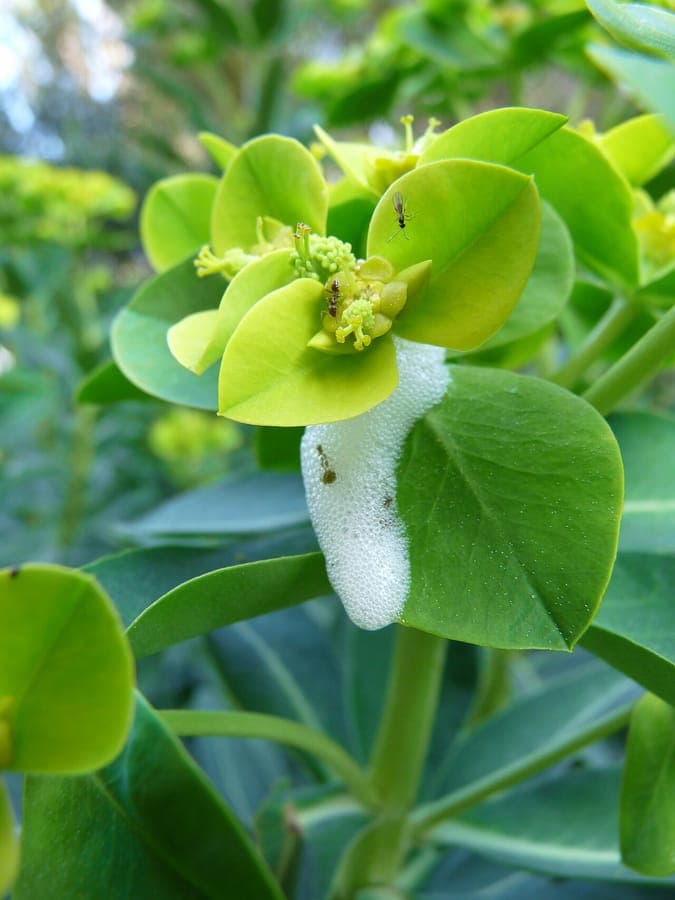 Detail feuille Euphorbia margalidiana